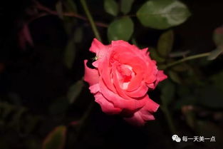 月季花与玫瑰的区别