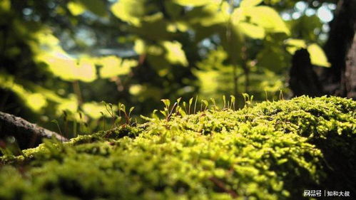 这些植物各具特色， 相互配合，在花园中形成多样战术
