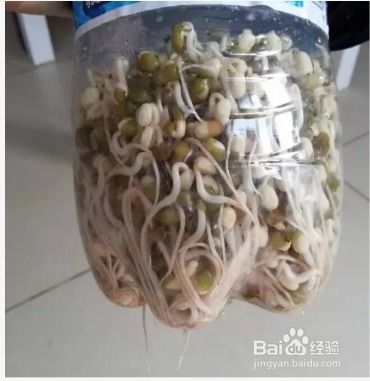 “豆芽种植，如何挑选最佳品种