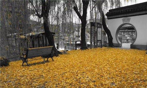 冬天里的不落叶奇观