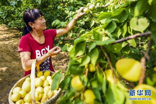 暴雨后的杏树， 果农老王教你如何救活