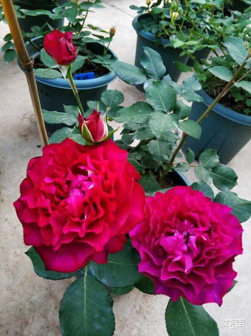 香味浓郁， 抗病性强，暮光之城月季的特质