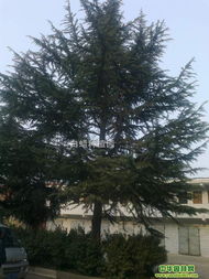 雪松的成长与养护