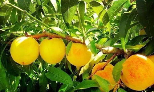 黄桃高效种植管理技术，针对黄桃生长特点