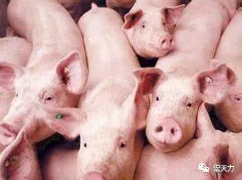 猪为什么会吐沫流涎？原因有哪些？