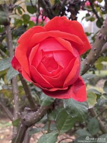 洛阳月季的广泛应用