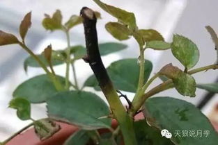 杀菌消毒：消灭病原体， 防止病情扩散