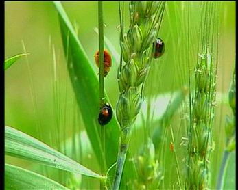一、 九里香白粉病症状特点