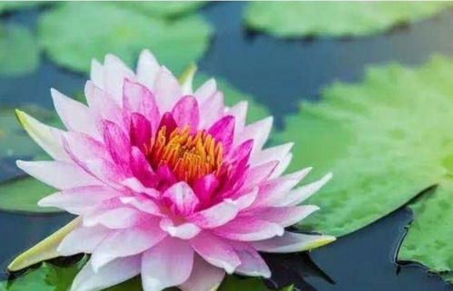 有哪些品种嫩持续开半年以上？