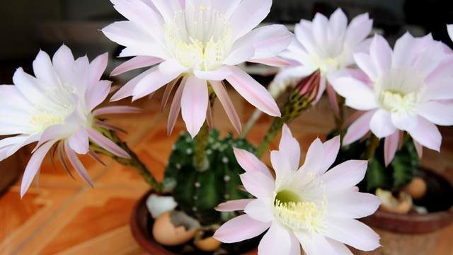 广西牡丹品种的选择技巧