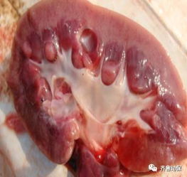 心包渗出物薄如纱是支原体吗？厚如毯状的是副猪吗？