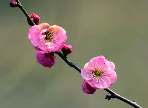 磐口梅：檀香味的神秘