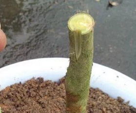 嫁接方法，各有妙处