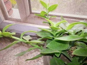 叶子插在土里种什么菜Zui好