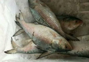 鲻鱼为杂食性鱼类，以浮游生物、藻类、有机碎屑等为食