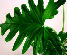 原因一：浇水不当， 导致烂根烂叶