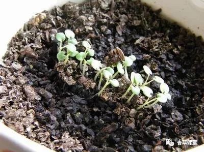 种子繁殖：大粒小粒有讲究