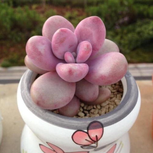 多菌灵拌土，兰花受不受影响？