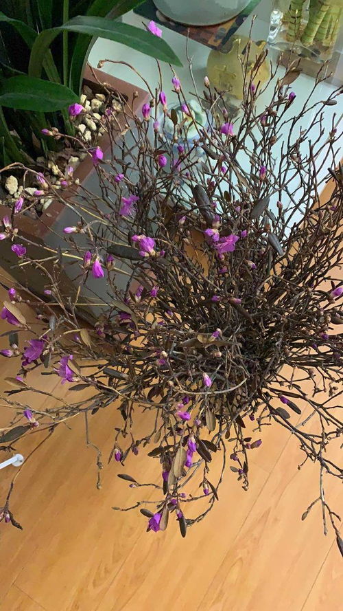 创意养护， 让干枝花重焕生机