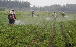 辛硫磷喷花生苗对高粱田除草的影响探讨