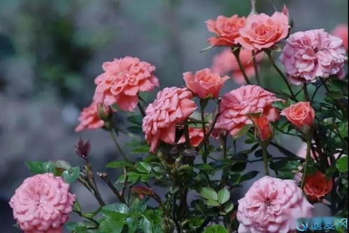 月季花海：城市的美容师