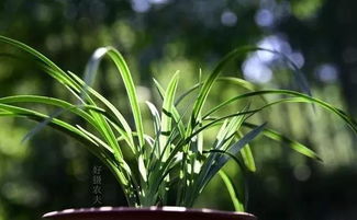 杀螟松的使用方法