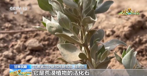 沙漠里的花卉种类