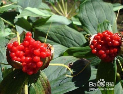 采收时间与储存要求