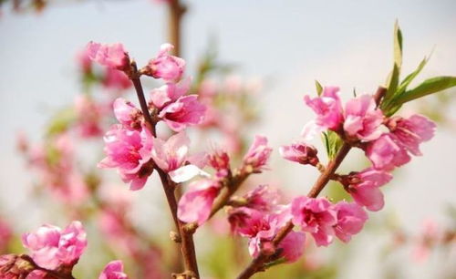 春天，桃花盛开