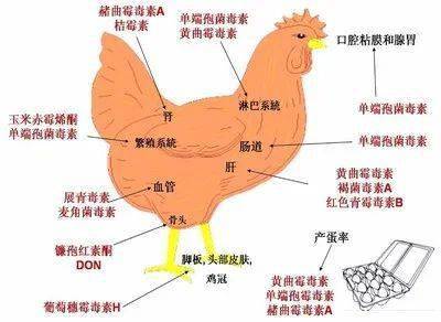 霉菌毒素是危害家禽肝肠健康的首要毒害物质