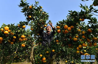 湖北常见景观植物