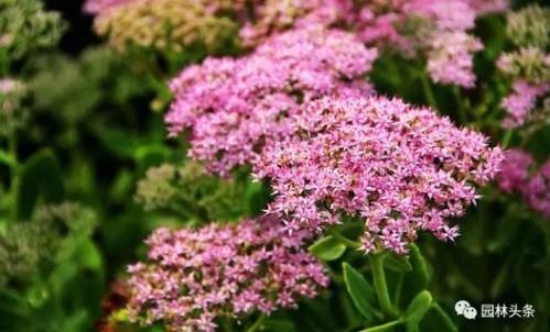 耐寒性嫩对比表