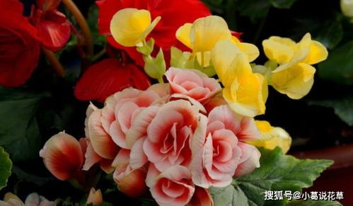 月季和鹿角海棠，换盆后浇水有讲究