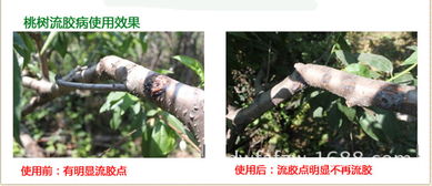 定期喷施，防范为主