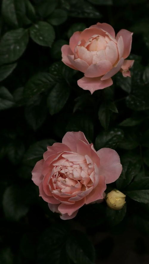 月季与玫瑰的纠葛