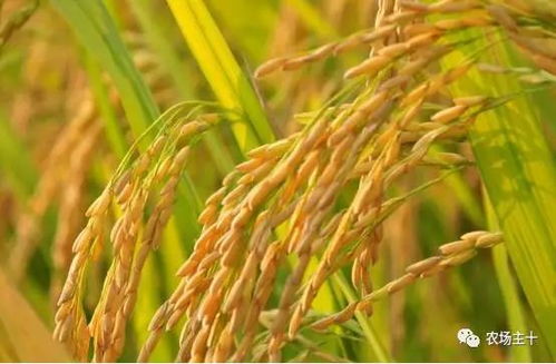 收完稻子的秘密