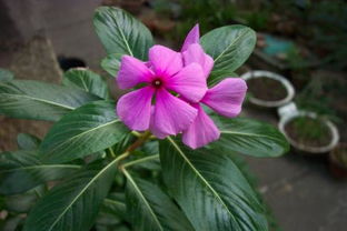 十月份开的红色花揭秘