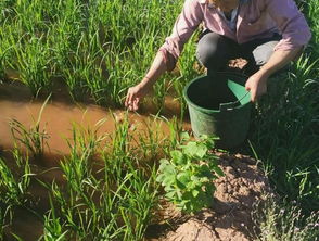 创新稻田养殖技术：培育名贵花卉，提升生态效益