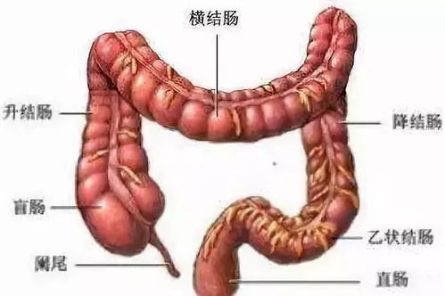苋菜（T