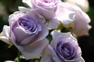 月季花中的蓝紫色精灵