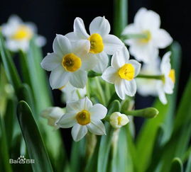 水仙花：美丽背后隐藏的剧毒之谜？