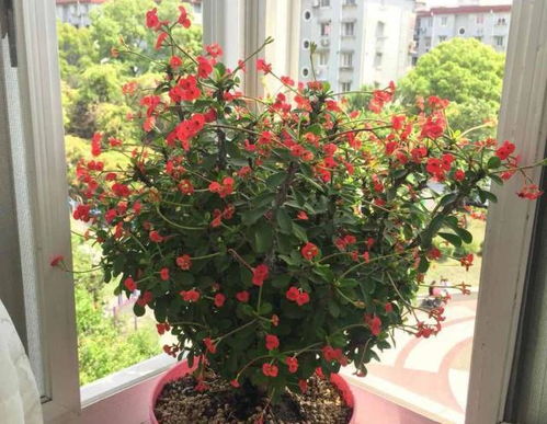 盆栽玫瑰花怎么养？如何让它花开不败