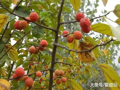 香樟树果实值不值钱？