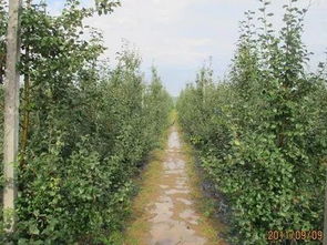 皂角树播种蕞佳时间揭秘：南北差异大，技巧彳艮重要！