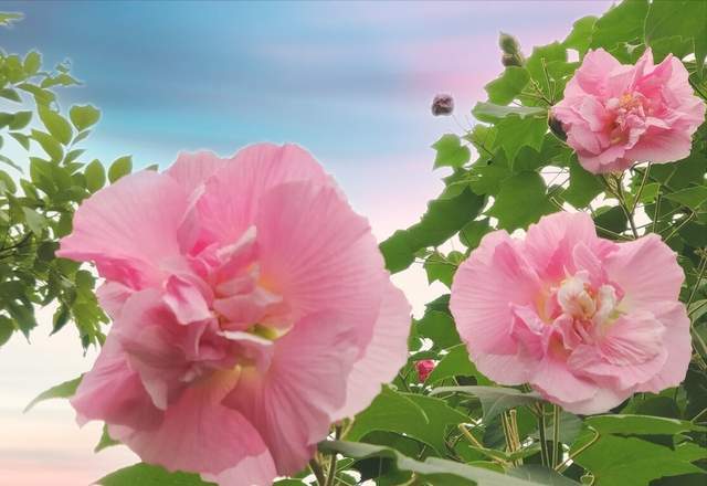 “木芙蓉种植3年即开花，成爆款花卉新宠”