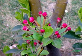 西府海棠的育苗方法大揭秘