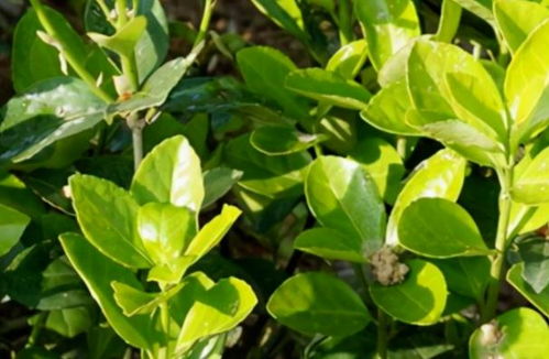 叶子变红褐色的原因探究