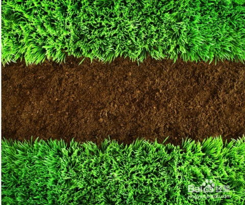 秋天施肥，大叶黄杨的保养秘诀