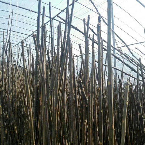 香椿苗种植时如何进行科学管理，才能保证香椿树生长旺盛且产量高