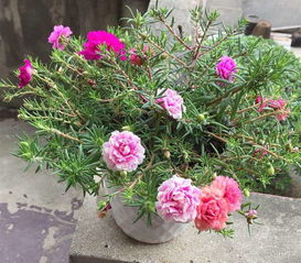 太阳花就是必不可少的， 它有宽叶和松叶两种不同的类型，它们的花朵分为单瓣、复瓣和重瓣三种类型